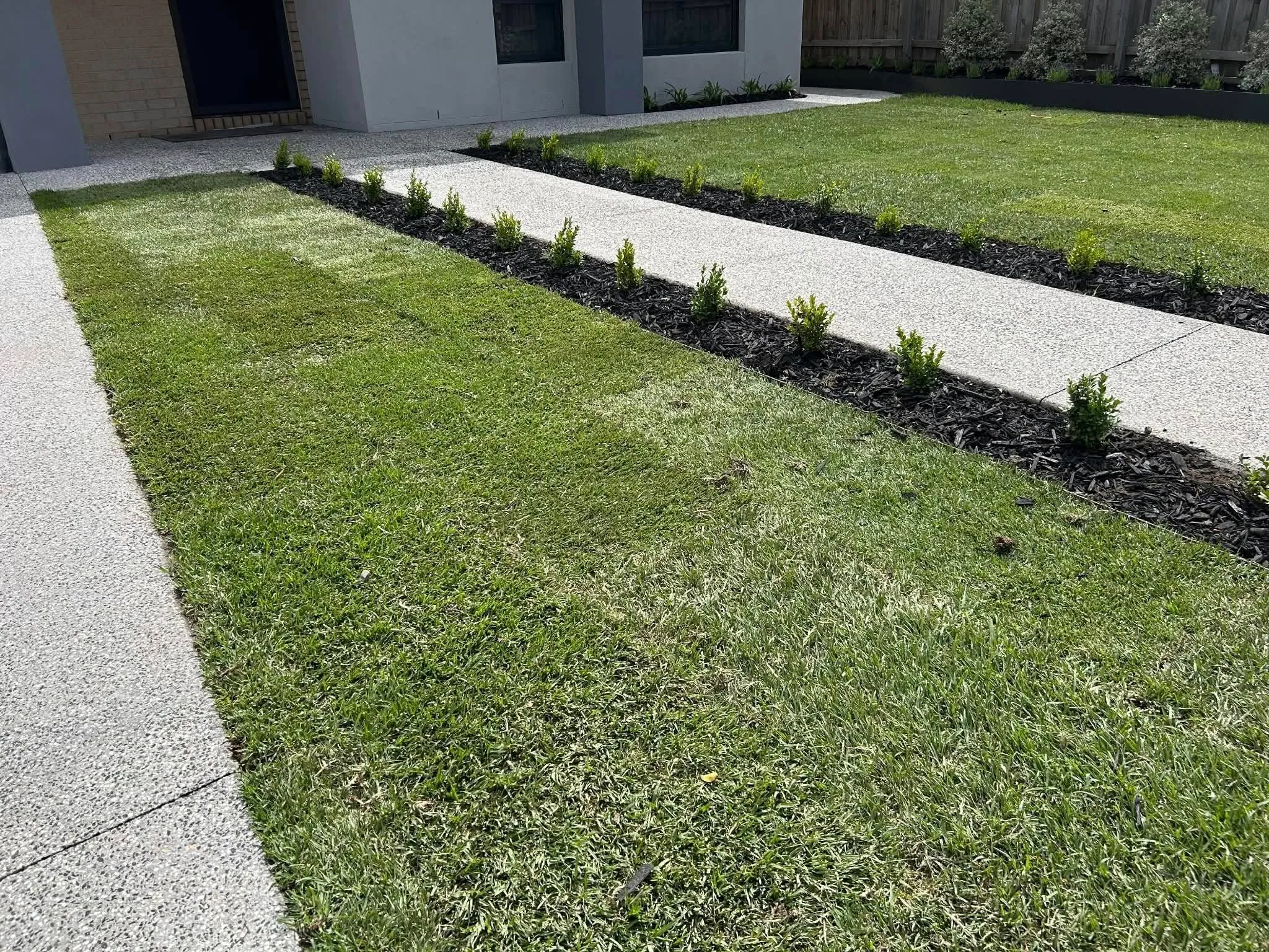 Freshly laid turf lawn and a mulched garden bed of young hedge plants in a front yard