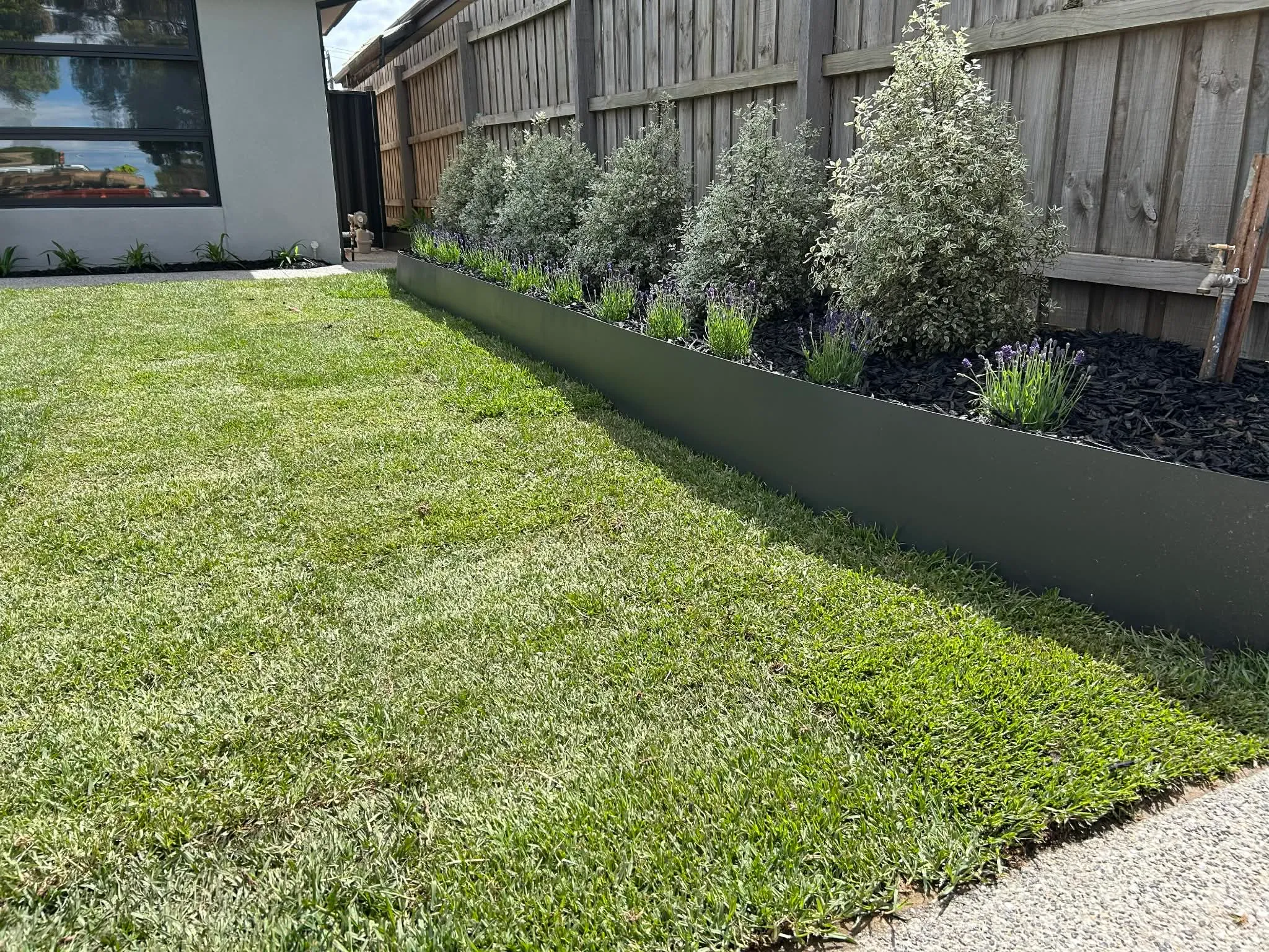 Steel-edged garden bed of lavender and silver shrubs along a timber fence, beside a fresh lawn